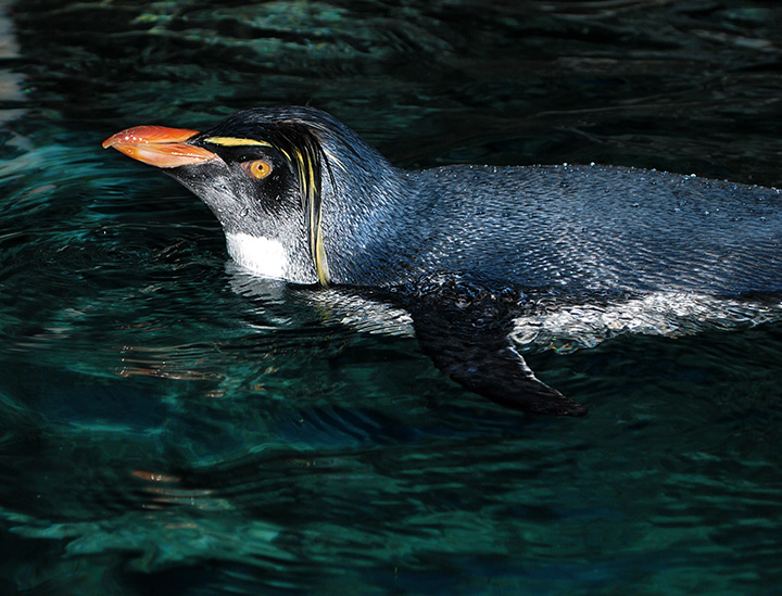 Penguin2
