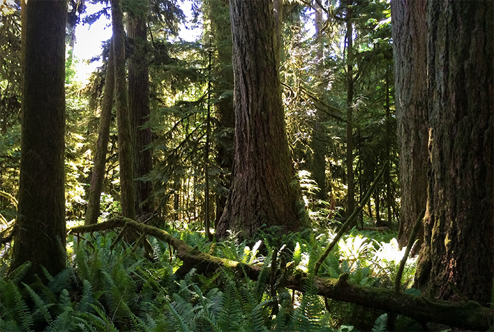 Rainforest