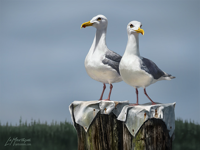 SeagullsFINAL