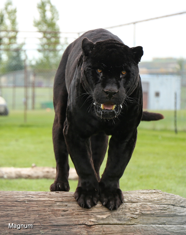 What is a black panther? - Discover Wildlife