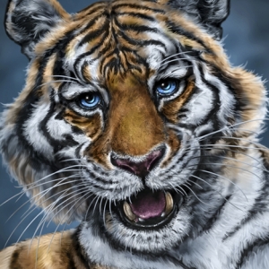 AmurTiger