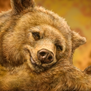 Sleepy Bear