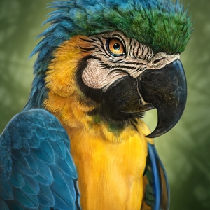 Parrot