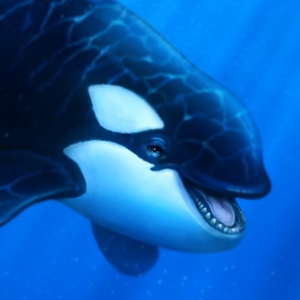 Orca