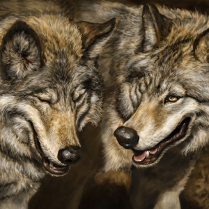 Two Wolves