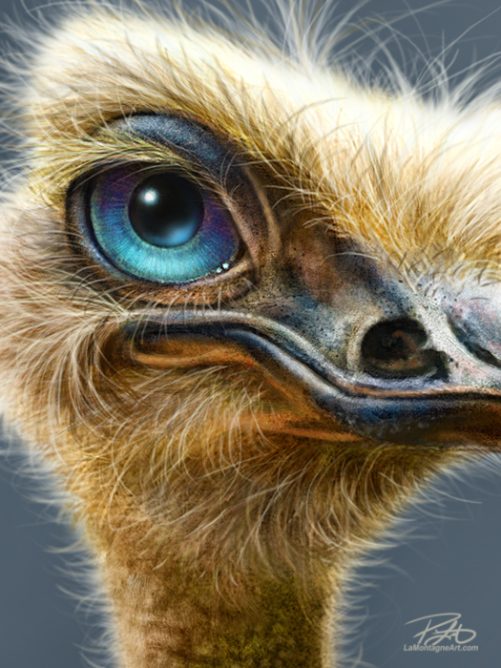 Ostrich - Image 2