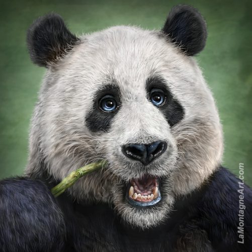 Panda - Image 3