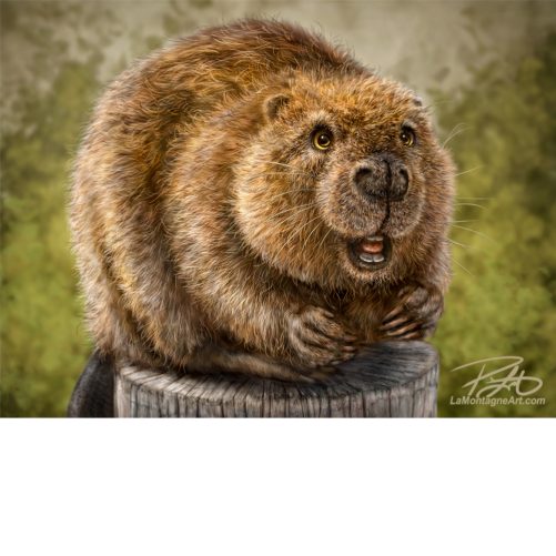 Beaver