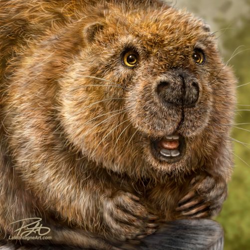 Beaver - Image 2