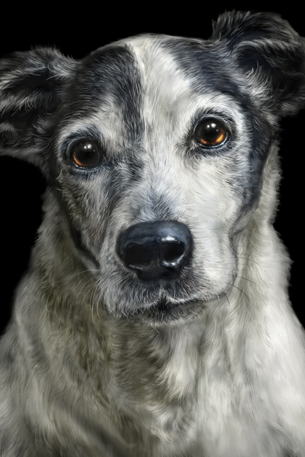 Companion