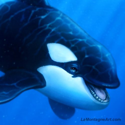Orca - Image 3