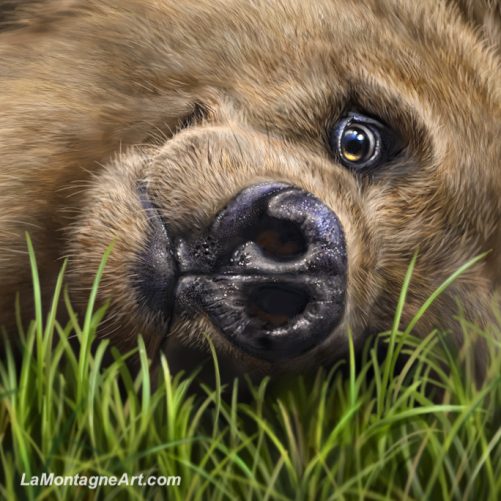 Grizzly on Grass - Image 4