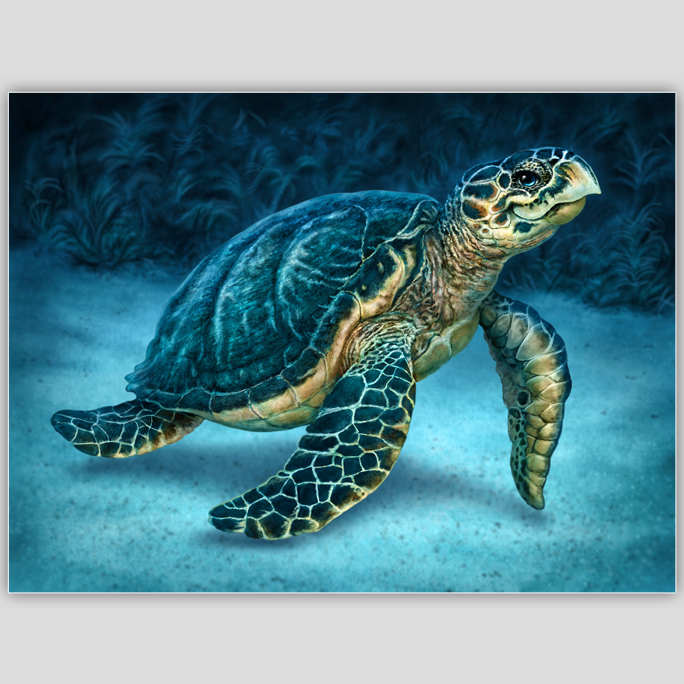 Sea Turtle