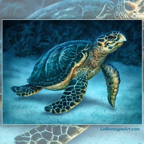 Sea Turtle