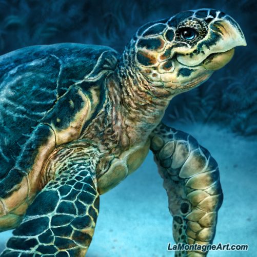 Sea Turtle - Image 3