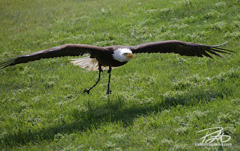 Alberta Birds of Prey Centre - Photo Journeys