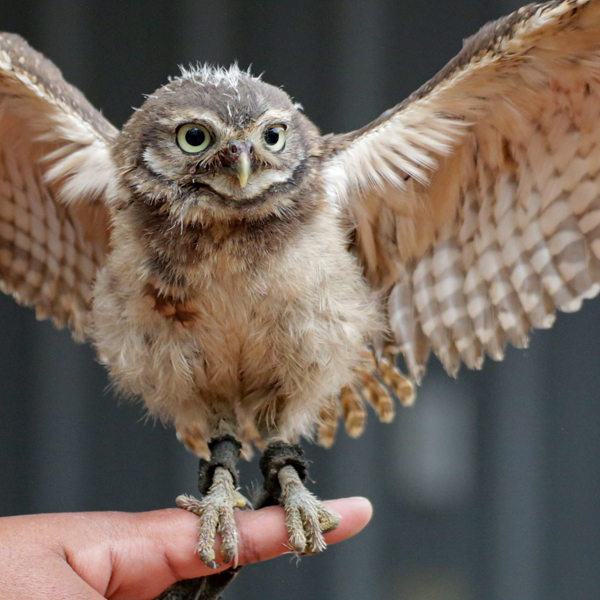 Birds of Prey Foundation