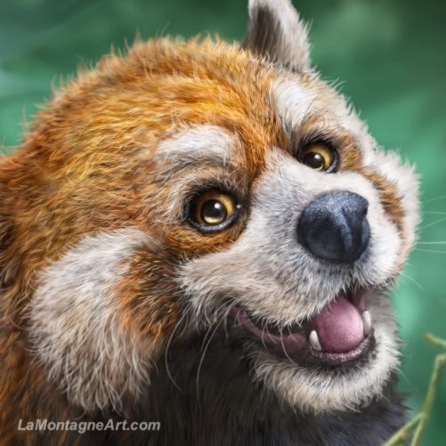 Red Panda - Image 3