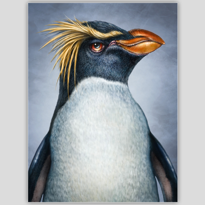 Rockhopper Penguin