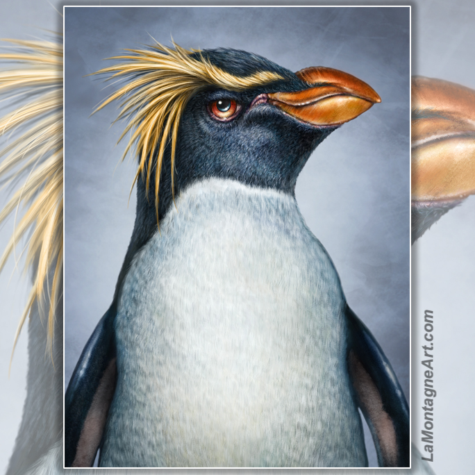 Rockhopper Penguin