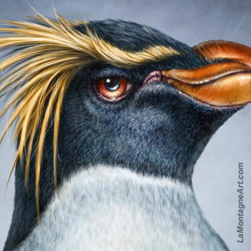 Rockhopper Penguin - Image 3