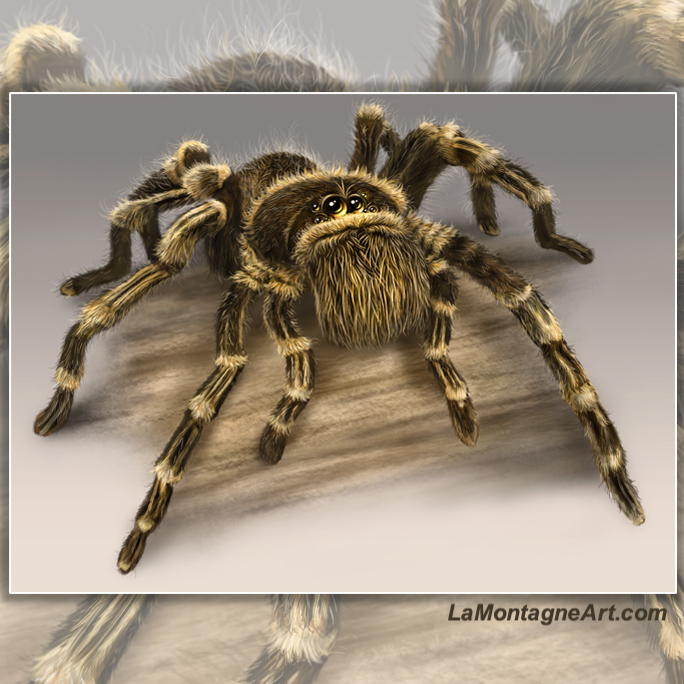 Tarantula