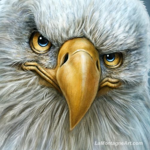Bald Eagle - Image 3
