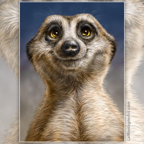 Meerkat