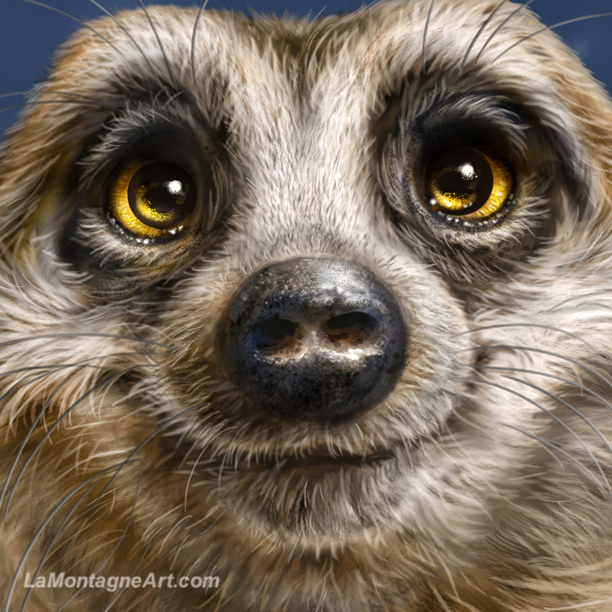 Meerkat - Image 4