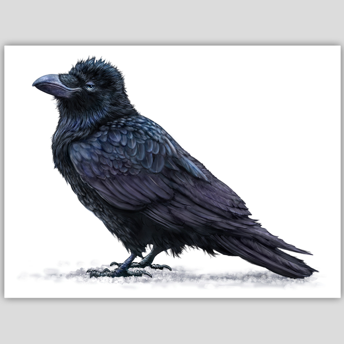 Raven On White
