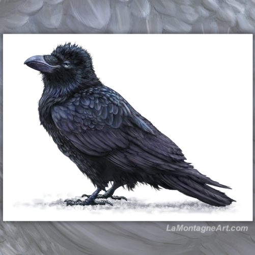 Raven On White