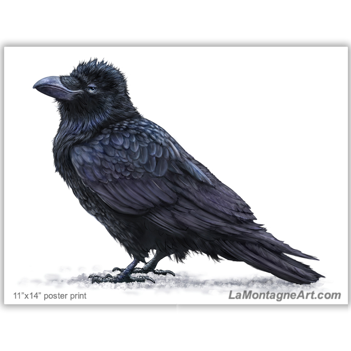 Raven On White - Image 2