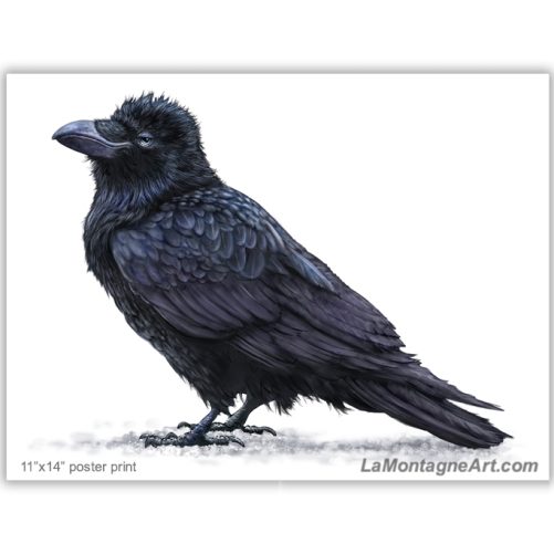 Raven On White - Image 2