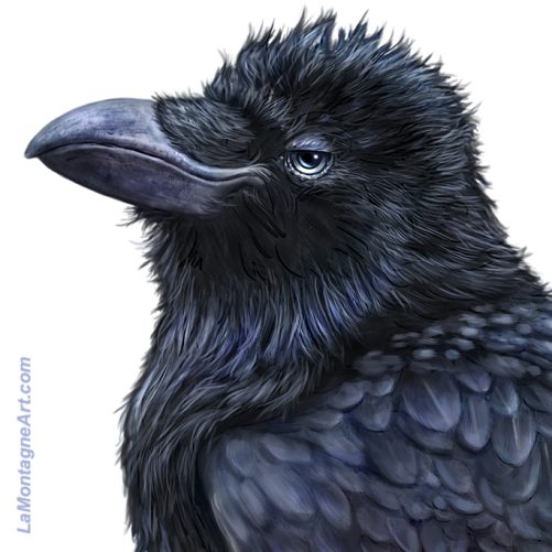 Raven On White - Image 3