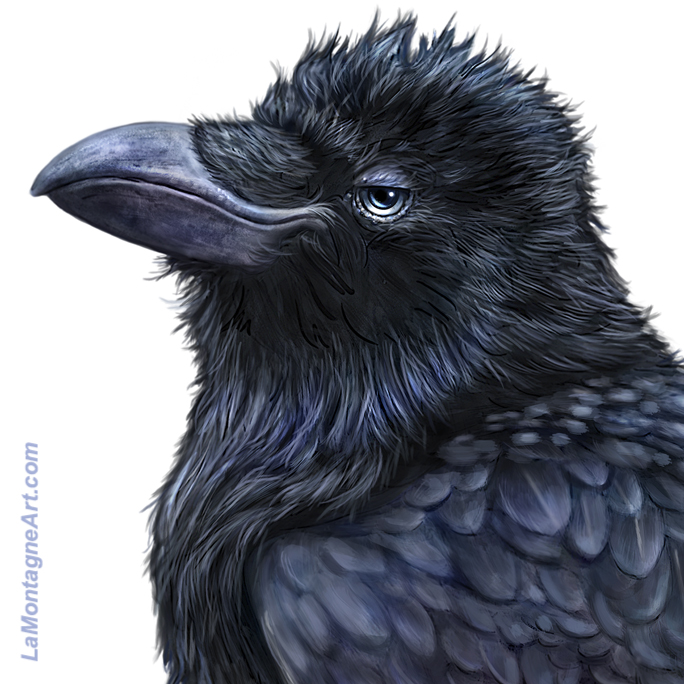 Raven On White - Image 4