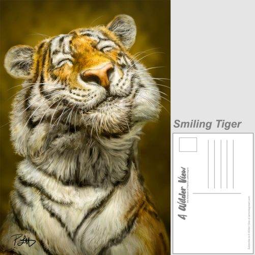Wild Cat Postcard Set - Image 2