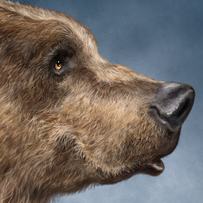 Gentle Grizzly - Image 4